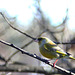 Greenfinch - summoning up the courage to land on the bird feeder