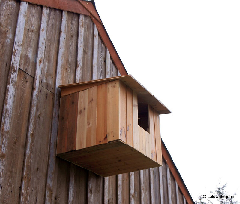 Barn Owls need a home too!