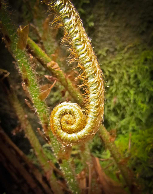 It's Not an Elephant's Trunk, It's a Fiddleback Fern!