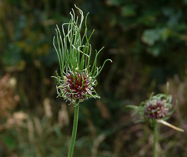 Wild Hair Plants