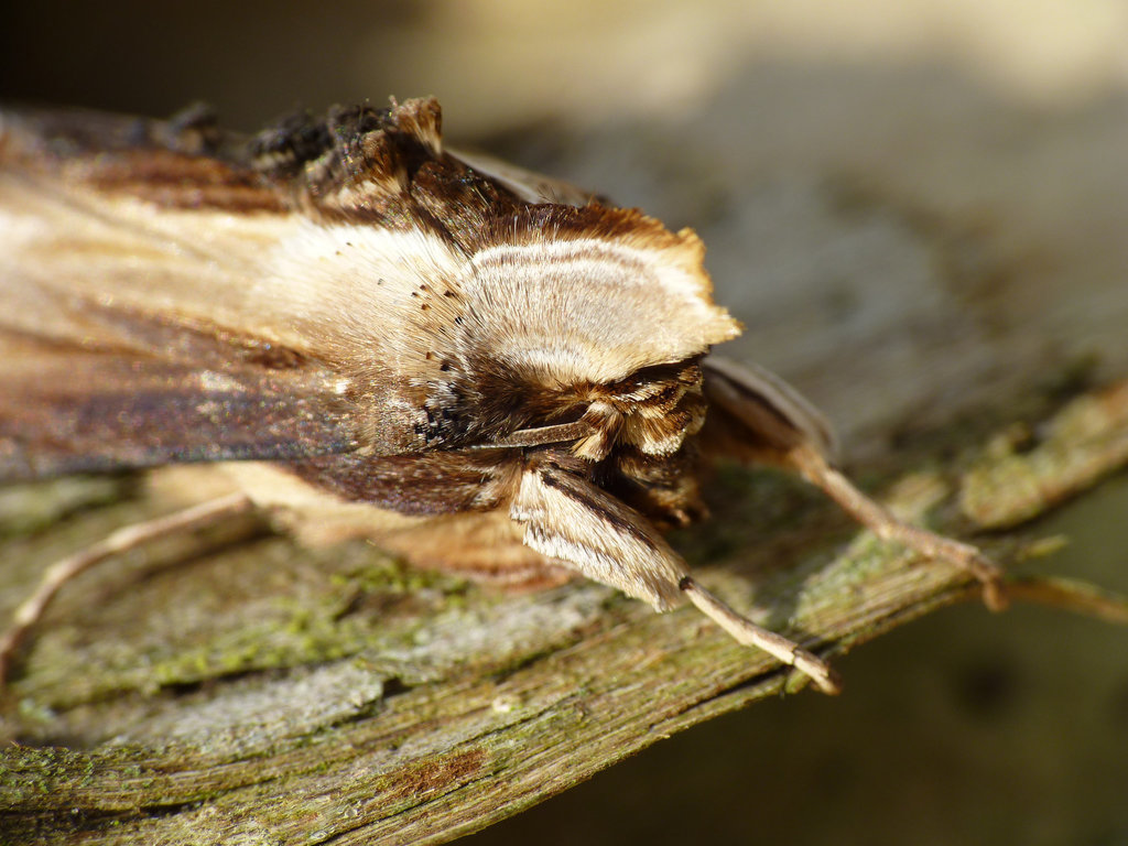 Mullein Head Gear