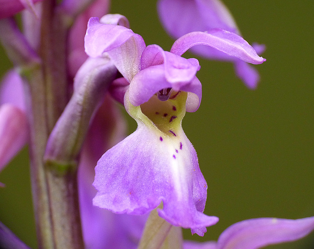 Early Purple Orchid