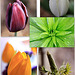 Easter Garden #1 - Canon Macro EF II