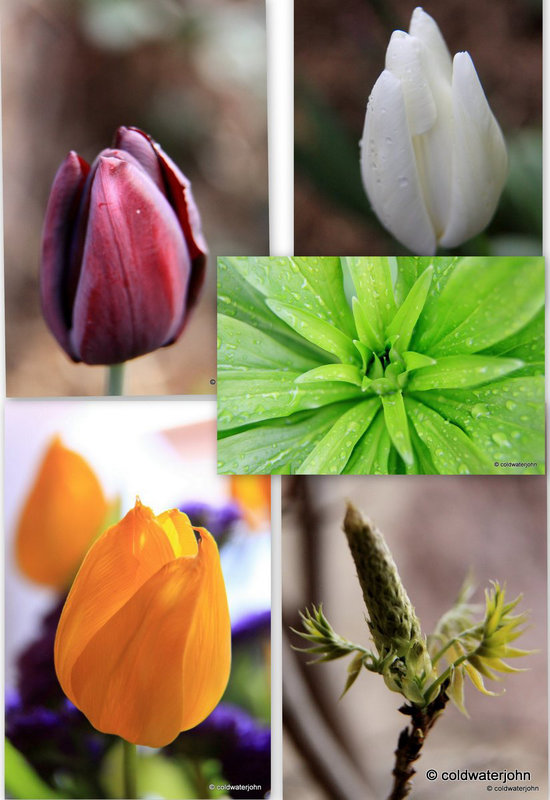 Easter Garden #1 - Canon Macro EF II