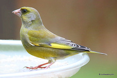 Greenfinch on a bitterly cold day