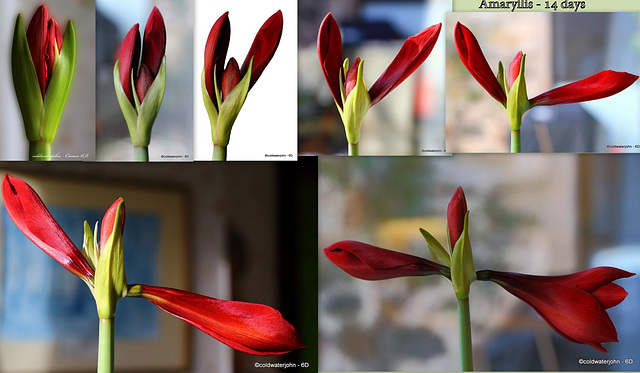 Amaryllis Sequence Amaryllis Sequence