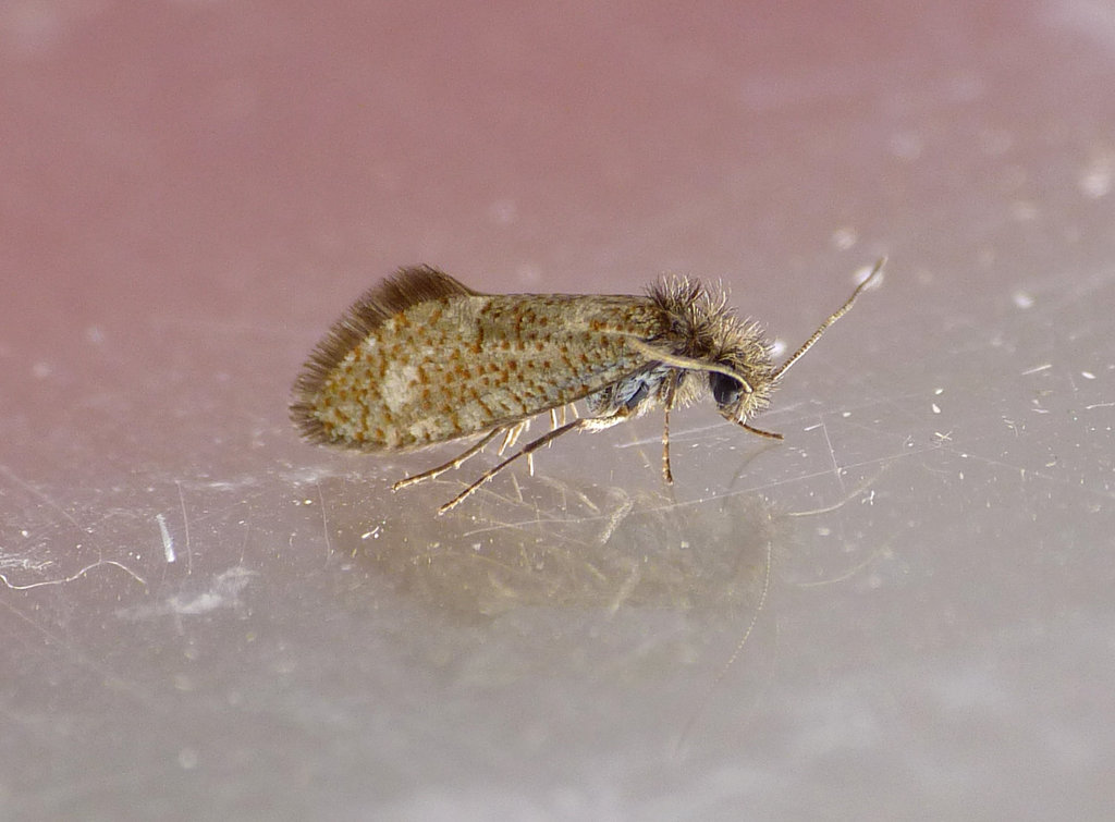 Eriocrania subpurpurella