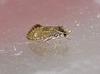 Eriocrania subpurpurella