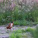 Cock Pheasant's Evening Stroll down a sunlit field edge