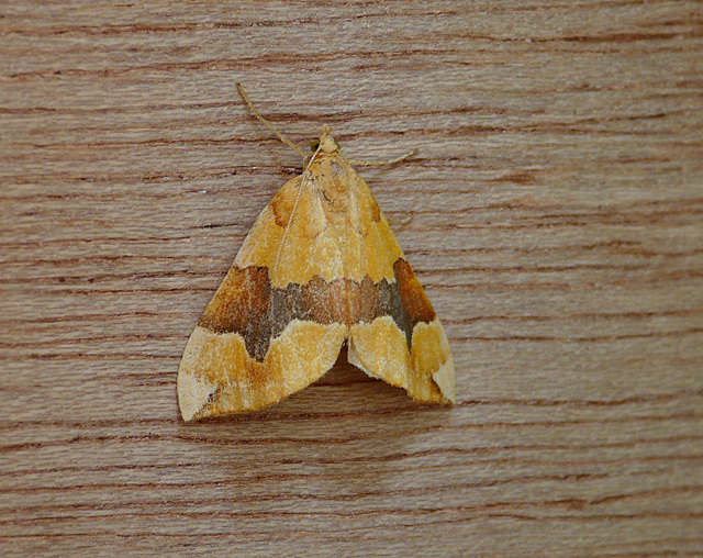 Barred Yellow