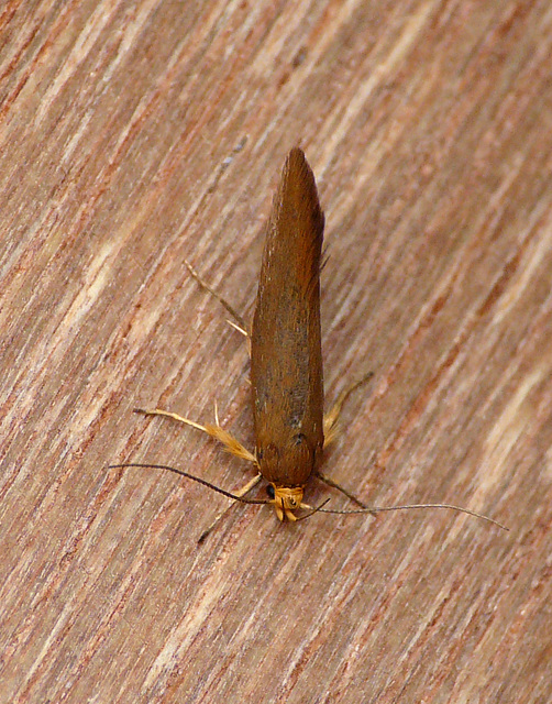 Batia unitella Top