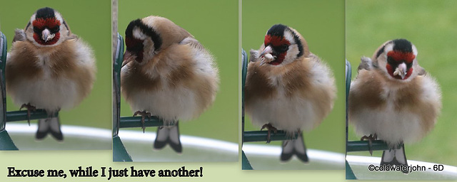 Goldfinch feeding