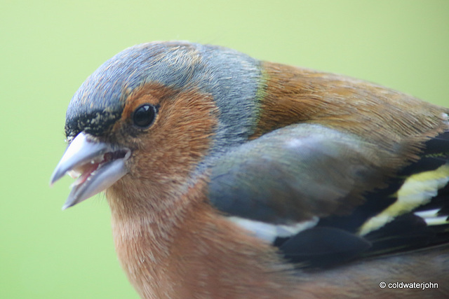 Chaffinch close-ups