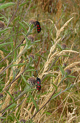 Burnets