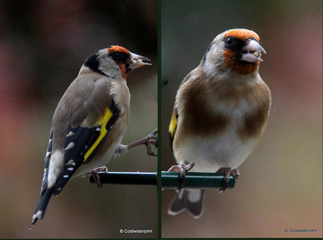 Goldfinches