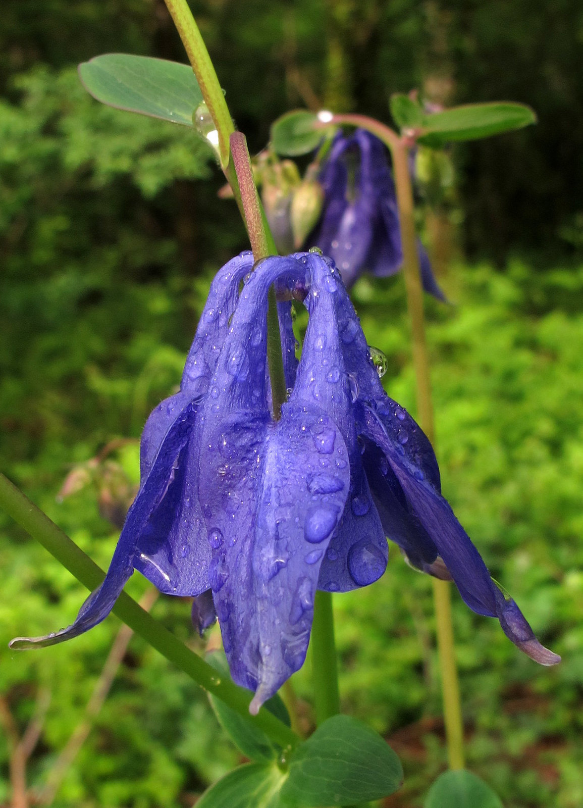 Ancolie (Aquilegia)