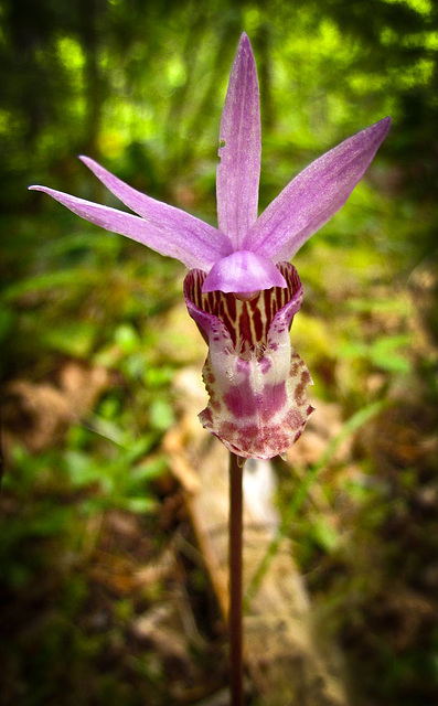 fairy slipper orchid