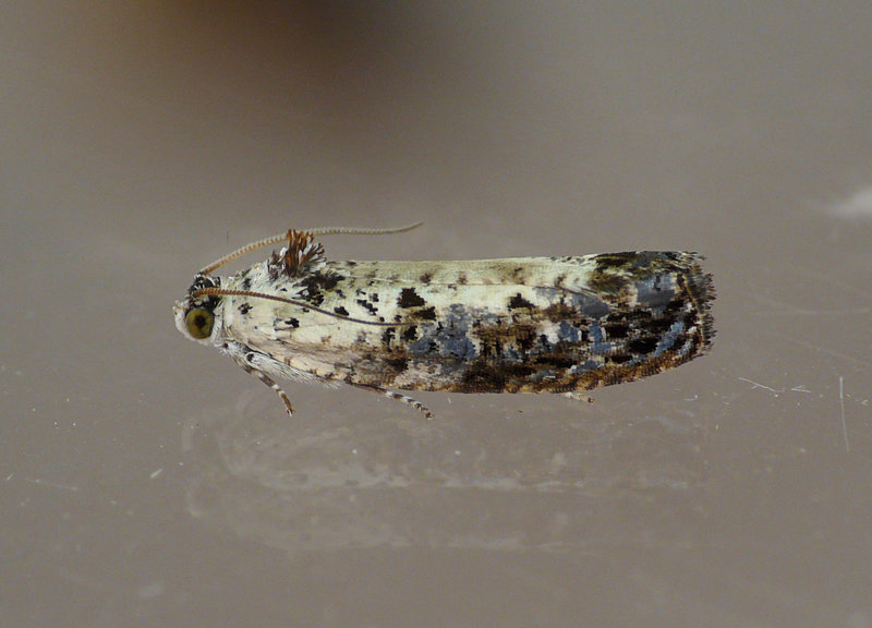 Hedya salicella