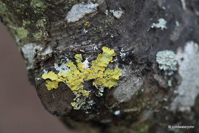 Hazel lichen - closeup.
