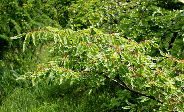 Zelkova variegata