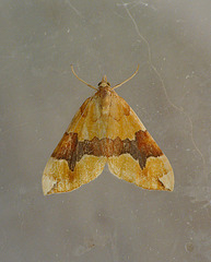 Barred Yellow