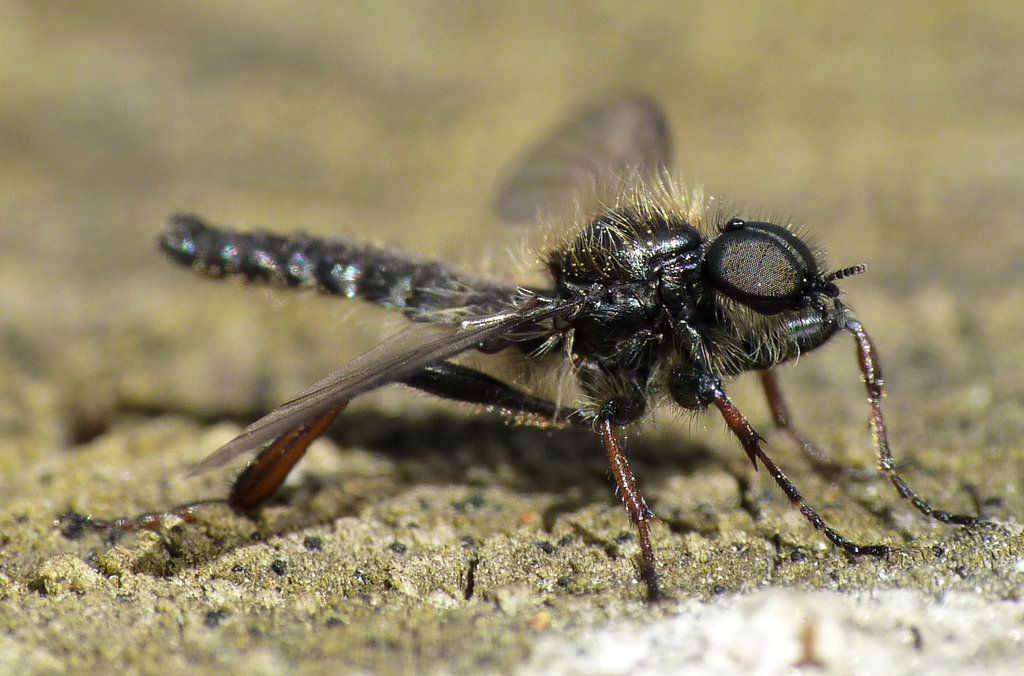 St Mark's Fly