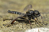 St Mark's Fly