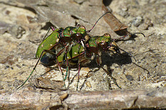 Green Tiger Beetle Mating Pair