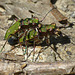 Green Tiger Beetle Mating Pair