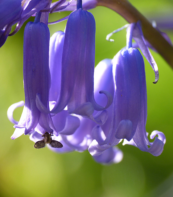 Bluebell