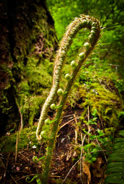 Bracken Fern