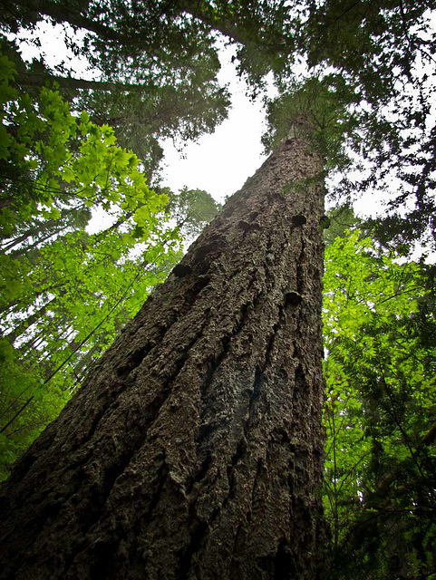 Douglas Fir Silhouettes