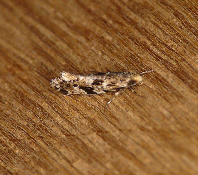 Cork Moth Side 2