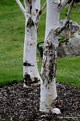 Roe deer damage to Himalayan Birch trunk