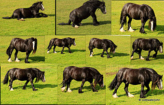 September pasture