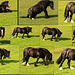 September pasture