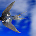 One swallow a summer does not make...