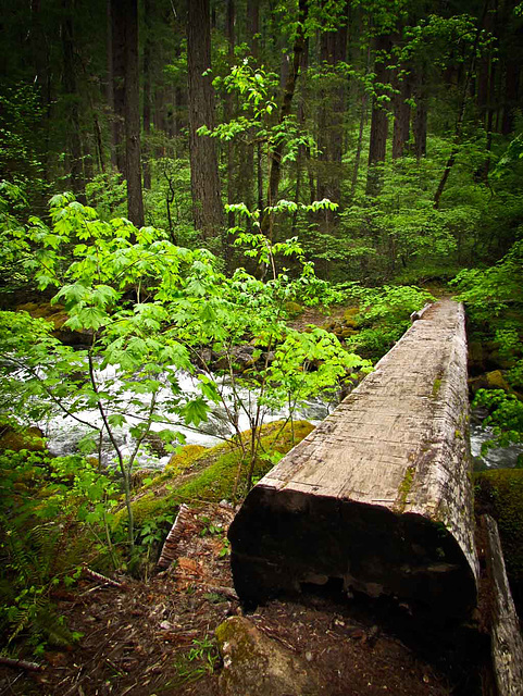 Log Bridge over the Middle Fork of the Applegate River