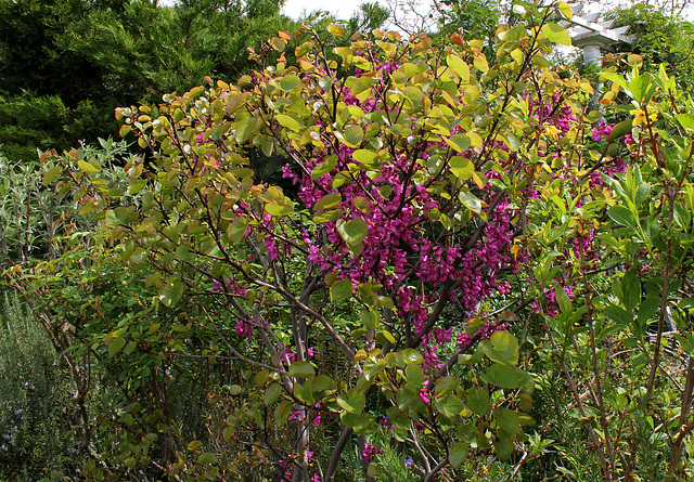 Cercis