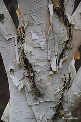 Himalayan Birch in its annual shedding of its "paper" outer bark "skin".