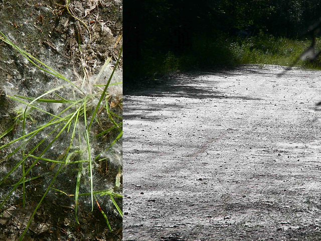 cottonwood seeds