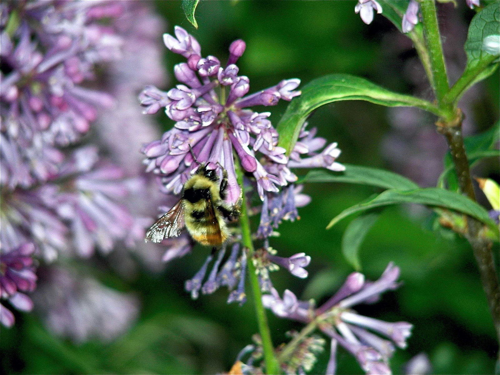 B lilac