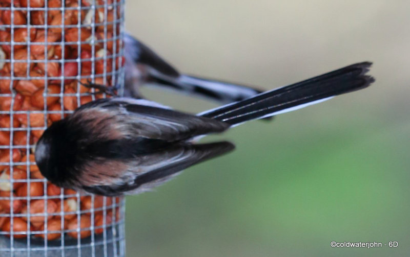 If you've ever wondered why they are called Long-tailed Tits, now you know!