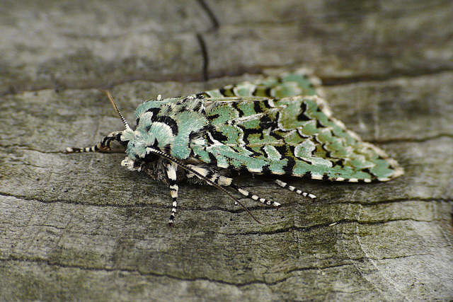 Merveille du Jour