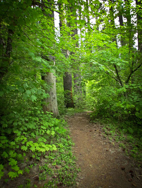 Trail with Green Forest