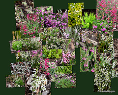 Flowering heathers in the Courtyard Rockery - Collage 6112393273 o