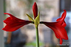 Amaryllis Day Eighteen (1)