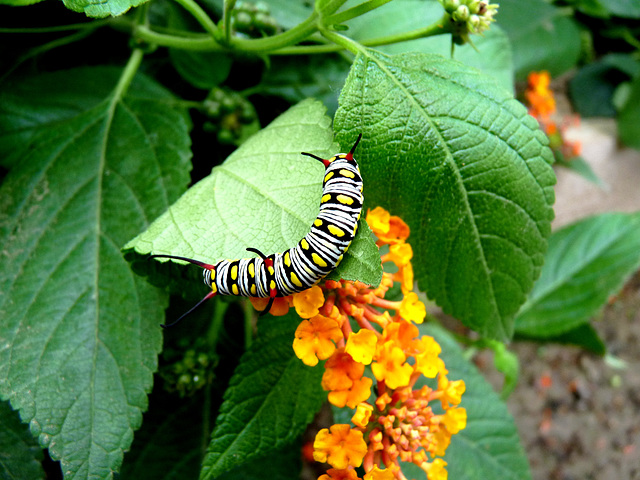 Caterpillar of Tiger Butterfly