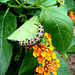 Caterpillar of Tiger Butterfly