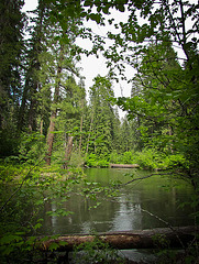 Tranquil River with Trees